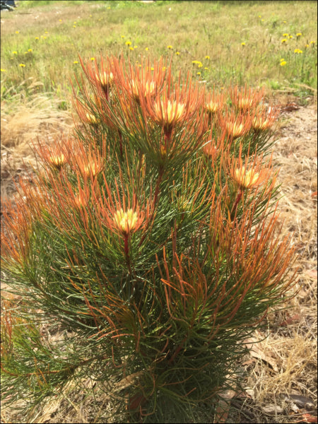 Aulax cancellata Bronze Haze