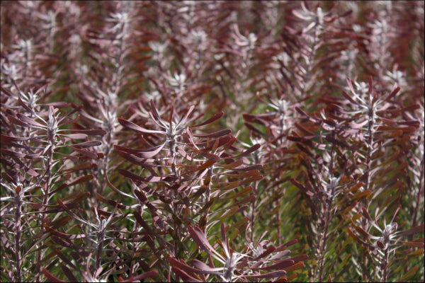 Leucadendron galpinii Purple Haze