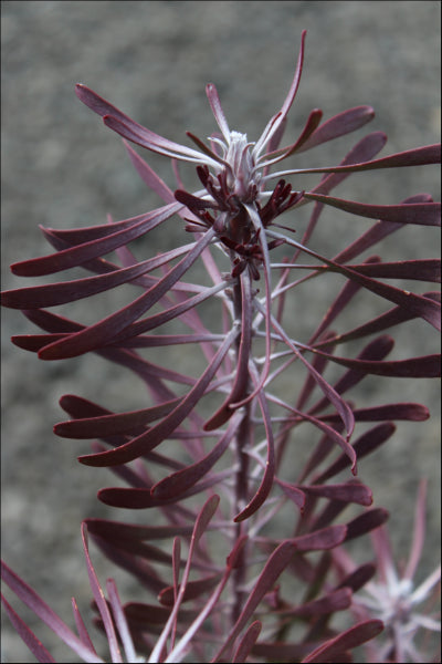 Leucadendron galpinii Purple Haze