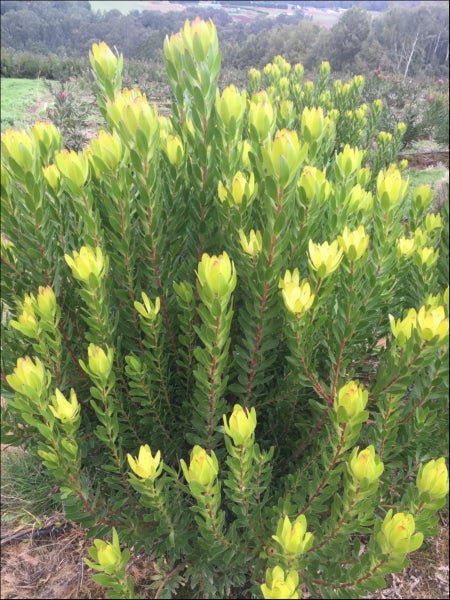 Leucadendron Safari Gold Strike