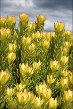 Load image into Gallery viewer, Leucadendron Safari Gold Strike
