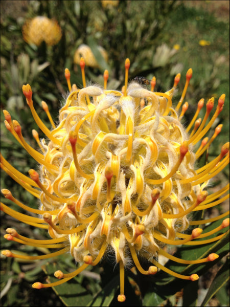 Leucospermum cuneiforme goldie