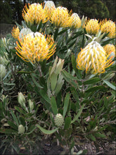 Load image into Gallery viewer, Leucospermum cuneiforme goldie
