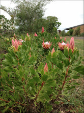 Load image into Gallery viewer, Protea Pink Crown
