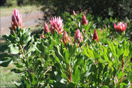 Protea Pink Crown