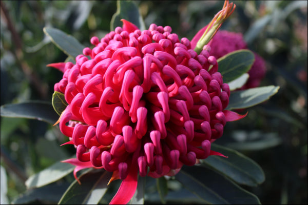 Telopea 'Corroboree' Waratah