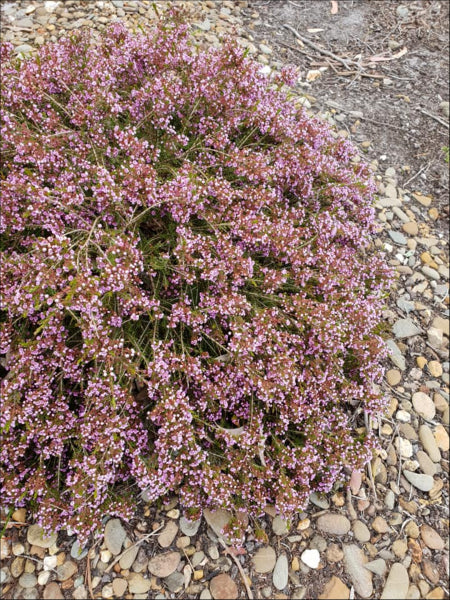 Thryptomene saxicola Mingenew
