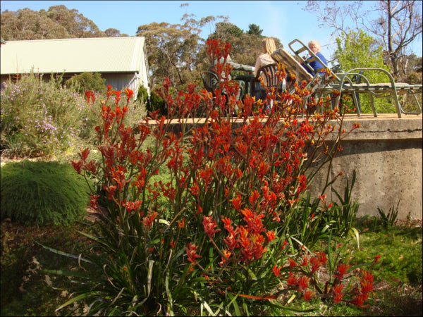 Anigozanthos hybrid Amber Velvet  PBR