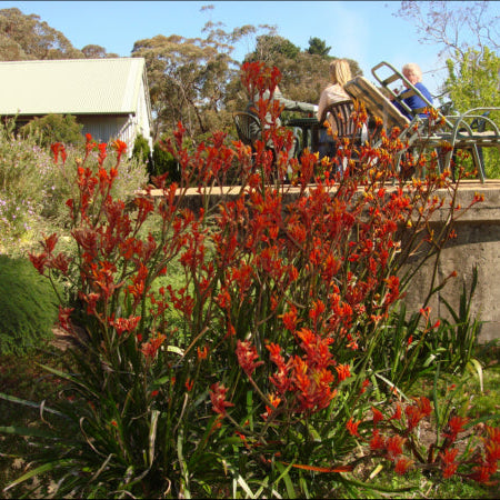 Anigozanthos hybrid Amber Velvet