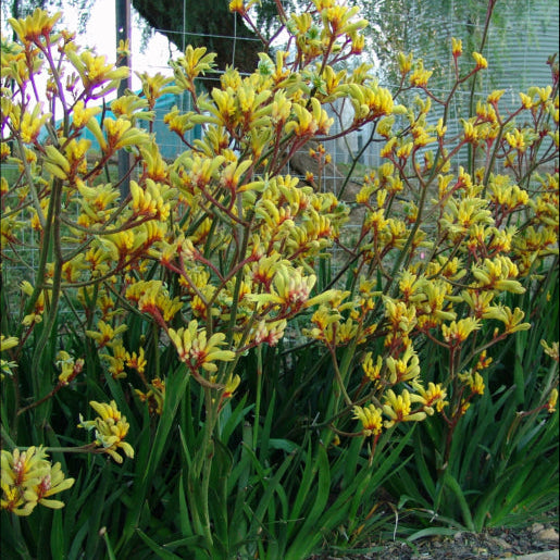 Anigozanthos hybrid Gold Velvet
