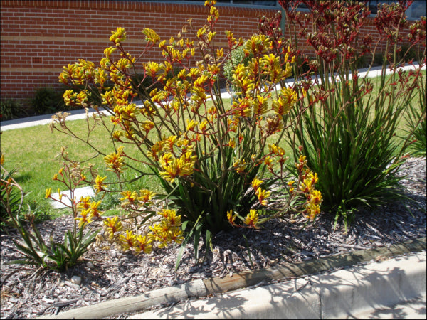 Anigozanthos hybrid Gold Velvet  PBR