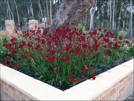 Anigozanthos hybrid Ruby Velvet