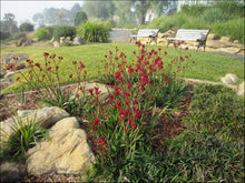 Load image into Gallery viewer, Anigozanthos hybrid Ruby Velvet
