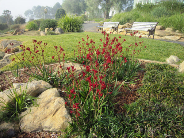 Anigozanthos hybrid Ruby Velvet