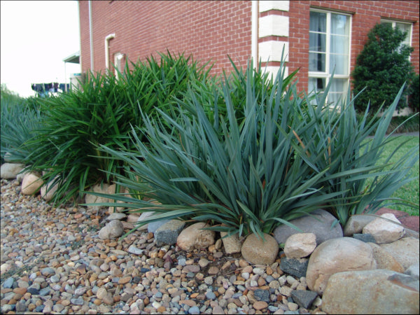 Dianella caerulea Cassa Blue