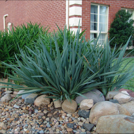 Dianella caerulea Cassa Blue
