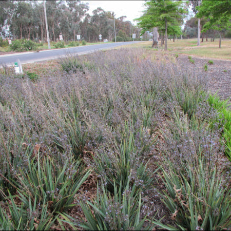Dianella caerulea Cassa Blue