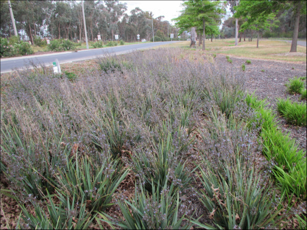 Dianella caerulea Cassa Blue