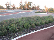 Load image into Gallery viewer, Dianella caerulea Cassa Blue
