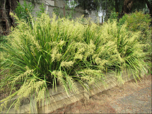 Lomandra hystrix (LHBYF)  PBR  KATIE BELLES tm