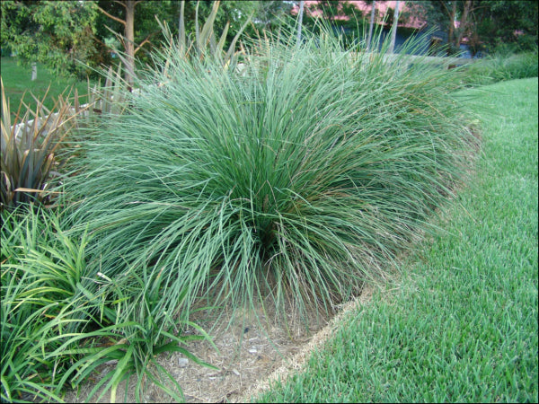 Lomandra longifolia PBR Nyalla rtm