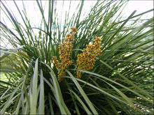 Load image into Gallery viewer, Lomandra longifolia PBR Nyalla rtm
