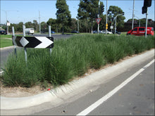 Load image into Gallery viewer, Lomandra longifolia PBR Nyalla rtm
