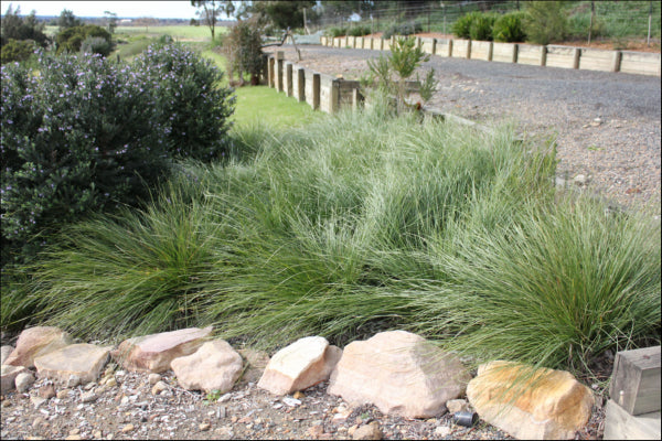 Lomandra fluvitalis (ABU7)  PBR  Shara tm