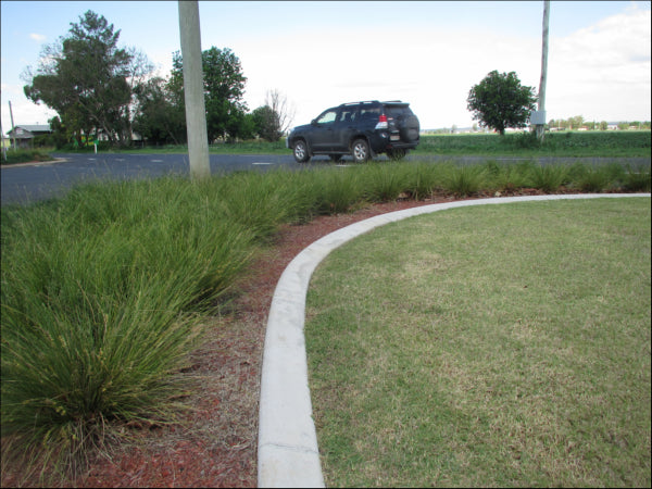 Lomandra fluvitalis (ABU7)  PBR  Shara tm