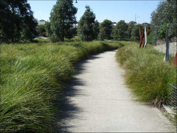 Lomandra longifolia Tamika