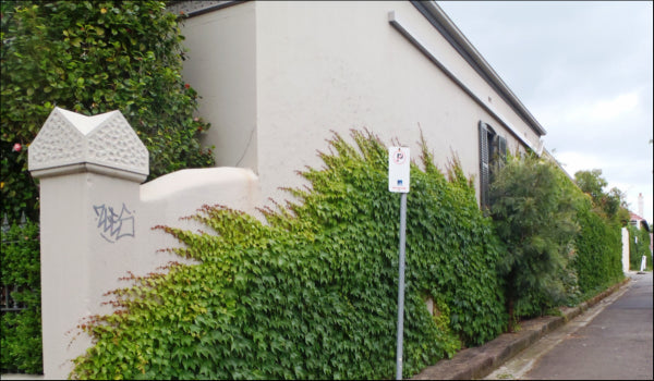 Parthenocissus tricuspidata Boston Ivy