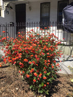 Chorizema cordatum Flame Pea