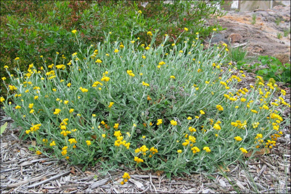 Chrysocephalum apiculatum Yellow Buttons