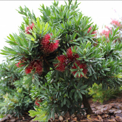Callistemon viminalis Better John