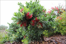 Load image into Gallery viewer, Callistemon viminalis PBR Better John tm
