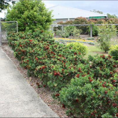 Callistemon viminalis Better John