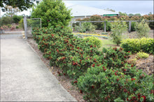 Load image into Gallery viewer, Callistemon viminalis PBR Better John tm
