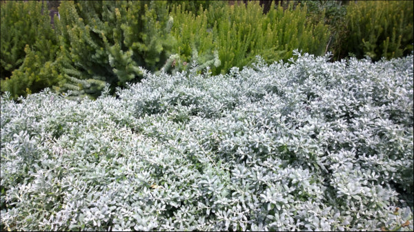 Eremophila glabra prostrate PBR Blue Horizon™