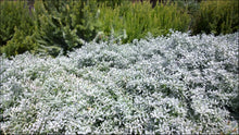 Load image into Gallery viewer, Eremophila glabra prostrate PBR Blue Horizon™
