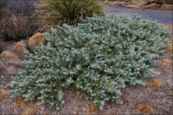 Eremophila glabra prostrate PBR Blue Horizon™