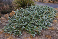 Eremophila glabra prostrate PBR Blue Horizon™