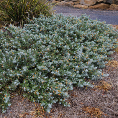 Eremophila glabra prostrate Blue Horizon™