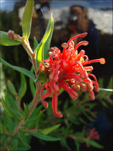 Load image into Gallery viewer, Grevillea rhyolitica x juniperina PBR Cherry Cluster™
