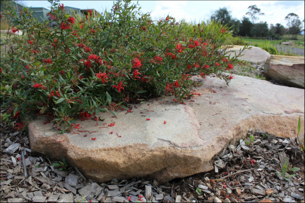 Grevillea rhyolitica x juniperina PBR Cherry Cluster™