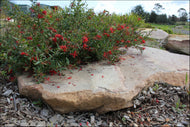 Grevillea rhyolitica x juniperina PBR Cherry Cluster™