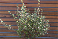 Correa alba PBR Coastal Pink tm