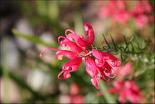 Load image into Gallery viewer, Grevillea rosmarinifolia (H16) PBR  Crimson Villea tm
