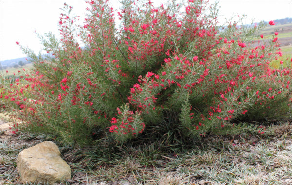 Grevillea rosmarinifolia Crimson Villea