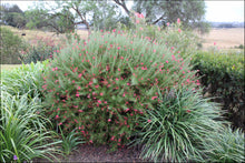 Load image into Gallery viewer, Grevillea rosmarinifolia (H16) PBR  Crimson Villea tm
