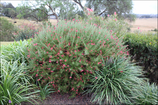 Grevillea rosmarinifolia Crimson Villea